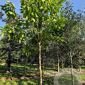 Catalpa bignonioides 14-16 HO draadkluit