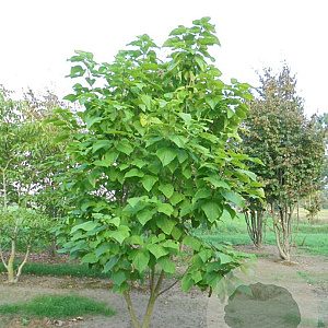 Catalpa bignonioides 'Nana' 400-450 cm draadkluit meerstammig