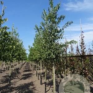 Celtis australis 14-16 HO draadkluit