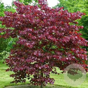 Cercis can. 'Forest Pansy' 250-300 cm draadkluit meerstammig