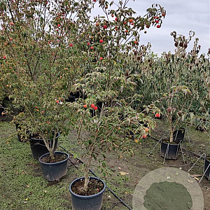 Cornus k. 'China Girl' 200-250 cm container meerstammig