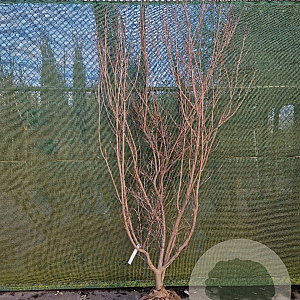 Cornus k. 'Milky Way' 200-250 cm container meerstammig