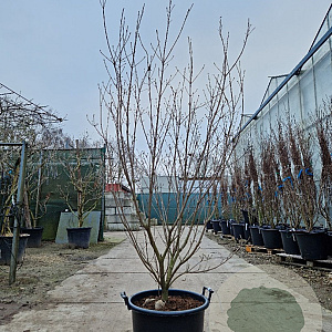 Cornus k. 'Milky Way' 200-250 cm container meerstammig