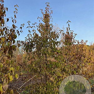 Cornus mas 200-250 cm draadkluit meerstammig