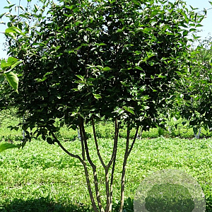 Cornus mas 250-300 cm draadkluit meerstammig