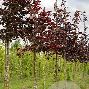 Fagus syl. 'Atropunicea' 10-12 HO draadkluit