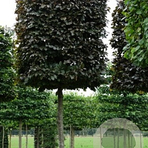 Fagus syl. 'Atropunicea' 18-20 cm draadkluit kubus 100x100x100