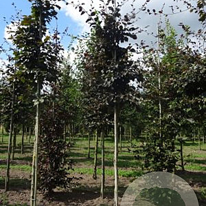 Fagus syl. 'Atropunicea' 18-20 HO draadkluit