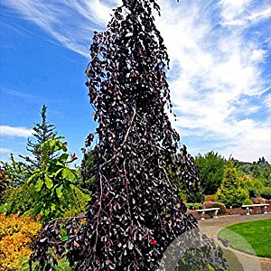Fagus syl. 'Purple Fountain' 12-14 cm draadkluit geveerd