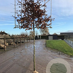Fagus sylvatica 16-18 HO draadkluit lei 150x150