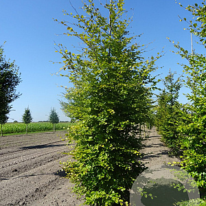 Fagus sylvatica 18-20 cm draadkluit geveerd