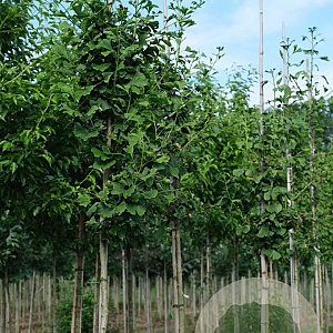 Ginkgo biloba 10-12 HO draadkluit