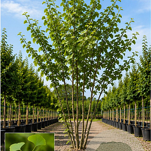 Ginkgo biloba 200-250 cm draadkluit meerstammig