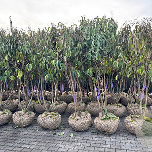 Heptacodium miconioides 200-250 cm draadkluit meerstammig
