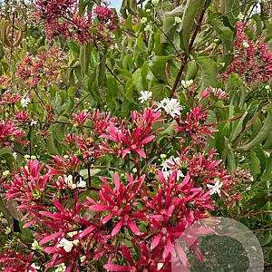 Heptacodium miconioides 200-250 cm draadkluit meerstammig