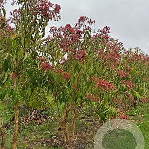 Heptacodium miconioides 200-250 cm draadkluit meerstammig