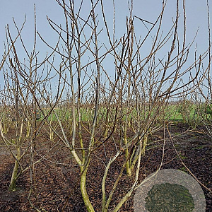 Juglans regia 200-250 cm draadkluit meerstammig