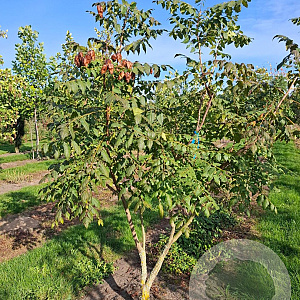 Koelreuteria paniculata 200-250 cm draadkluit meerstammig