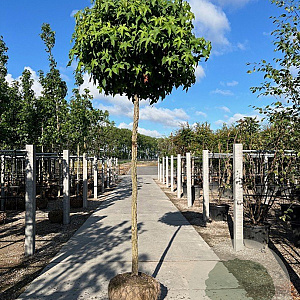 Liquidambar s. 'Gum Ball' 14-16 HO draadkluit boven vered. 225 cm stam