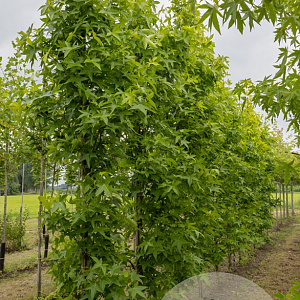 Liquidambar s. 'SlenderSilhouette' 10-12 cm draadkluit geveerd