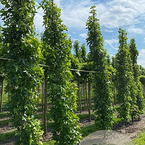 Liquidambar s. 'SlenderSilhouette' 10-12 cm draadkluit geveerd