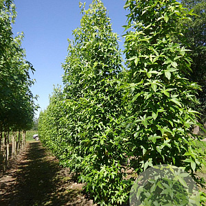 Liquidambar s. 'SlenderSilhouette' 16-18 cm draadkluit geveerd