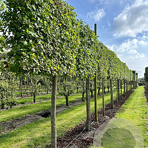 Liquidambar styraciflua 16-18 HO draadkluit lei 180x120