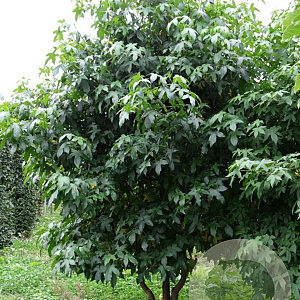 Liquidambar styraciflua 250-300 cm draadkluit meerstammig