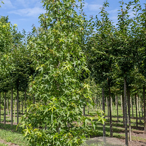 Liquidambar s. 'Worplesdon' 10-12 cm draadkluit geveerd