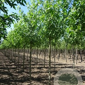 Liquidambar s. 'Worplesdon' 10-12 HO draadkluit