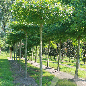 Liquidambar s. 'Worplesdon' 20-25 HO draadkluit dakvorm 130x130