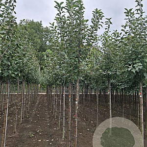 Malus d. 'Notarisappel' 10-12 HO draadkluit