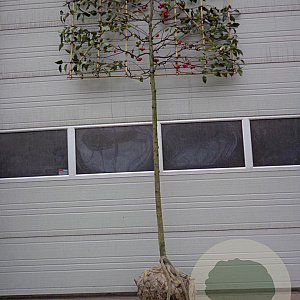 Malus 'Red Sentinel' 14-16 HO draadkluit lei 180x120