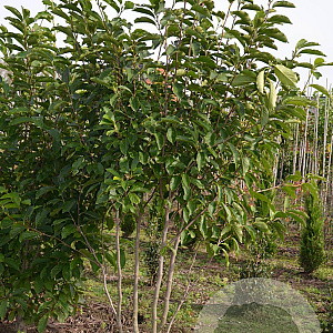 Magnolia soulangeana 175-200 cm draadkluit meerstammig