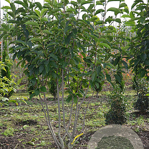 Magnolia soulangeana 175-200 cm draadkluit meerstammig