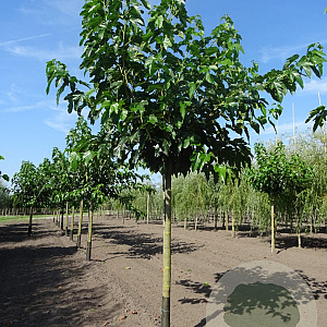 Morus alba 'Fruitless' 30-35 HO draadkluit boven vered. 240 cm stam