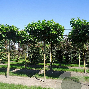 Morus alba 'Macrophylla' 16-18 HO draadkluit boven vered. 225 cm stam