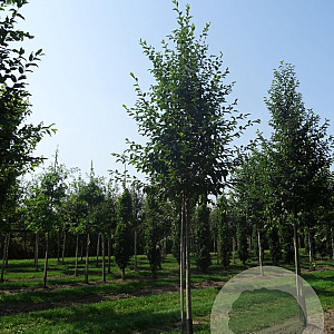 Ostrya carpinifolia 20-25 HO draadkluit