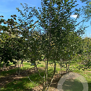 Ostrya carpinifolia 350-400 cm draadkluit meerstammig
