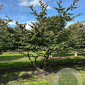 Parrotia persica 300-350 cm draadkluit meerstammig