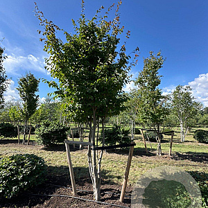 Parrotia persica 400-450 cm draadkluit meerstammig