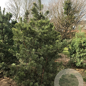 Pinus sylvestris 300-350 cm draadkluit geveerd