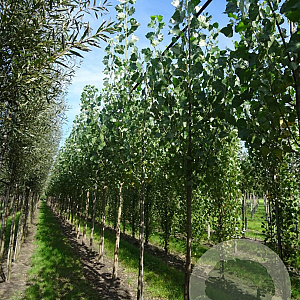 Populus can. 'Robusta' 18-20 HO draadkluit