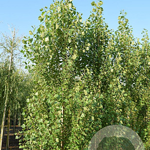 Populus nigra 'Italica' 12-14 cm draadkluit geveerd