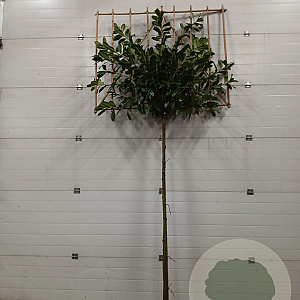 Prunus l. 'Novita' 12-14 HO draadkluit lei 150x120