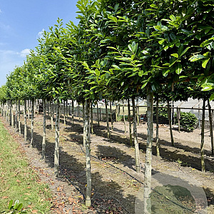 Prunus l. 'Novita' 14-16 HO draadkluit lei 180x120