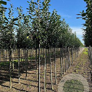 Prunus l. 'Novita' 16-18 HO draadkluit