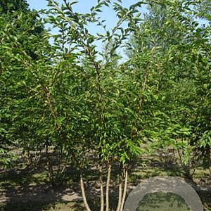 Prunus subh. 'Autumnalis Rosea' 175-200 cm draadkluit meerstammig