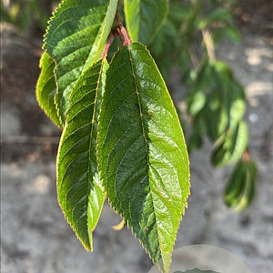 Prunus subh. 'Autumnalis Rosea' 175-200 cm draadkluit meerstammig