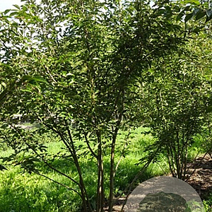 Prunus subh. 'Autumnalis Rosea' 300-350 cm draadkluit meerstammig